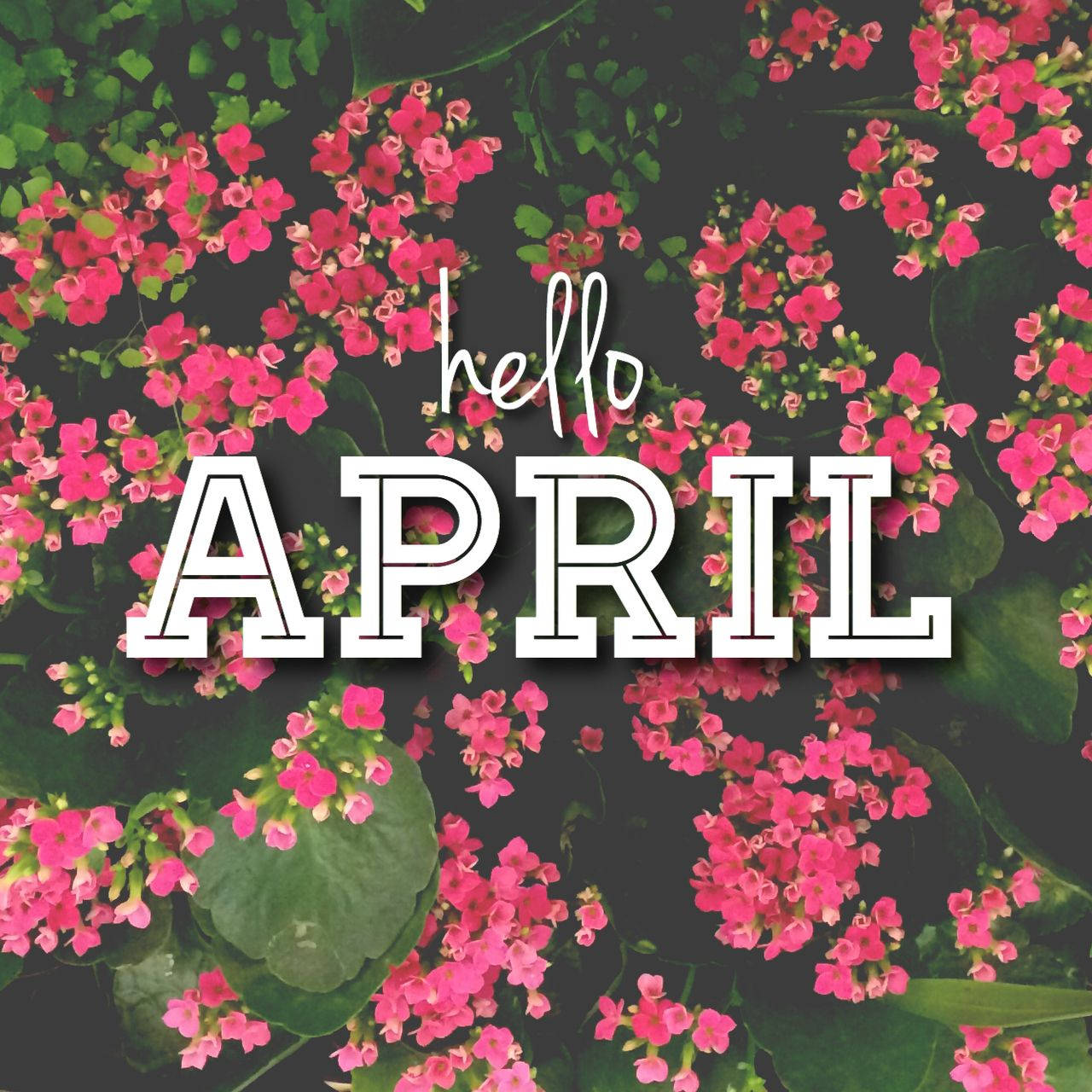 Hello April And Flowers 68p5y6u5kwnw1dc3 Wallpaper