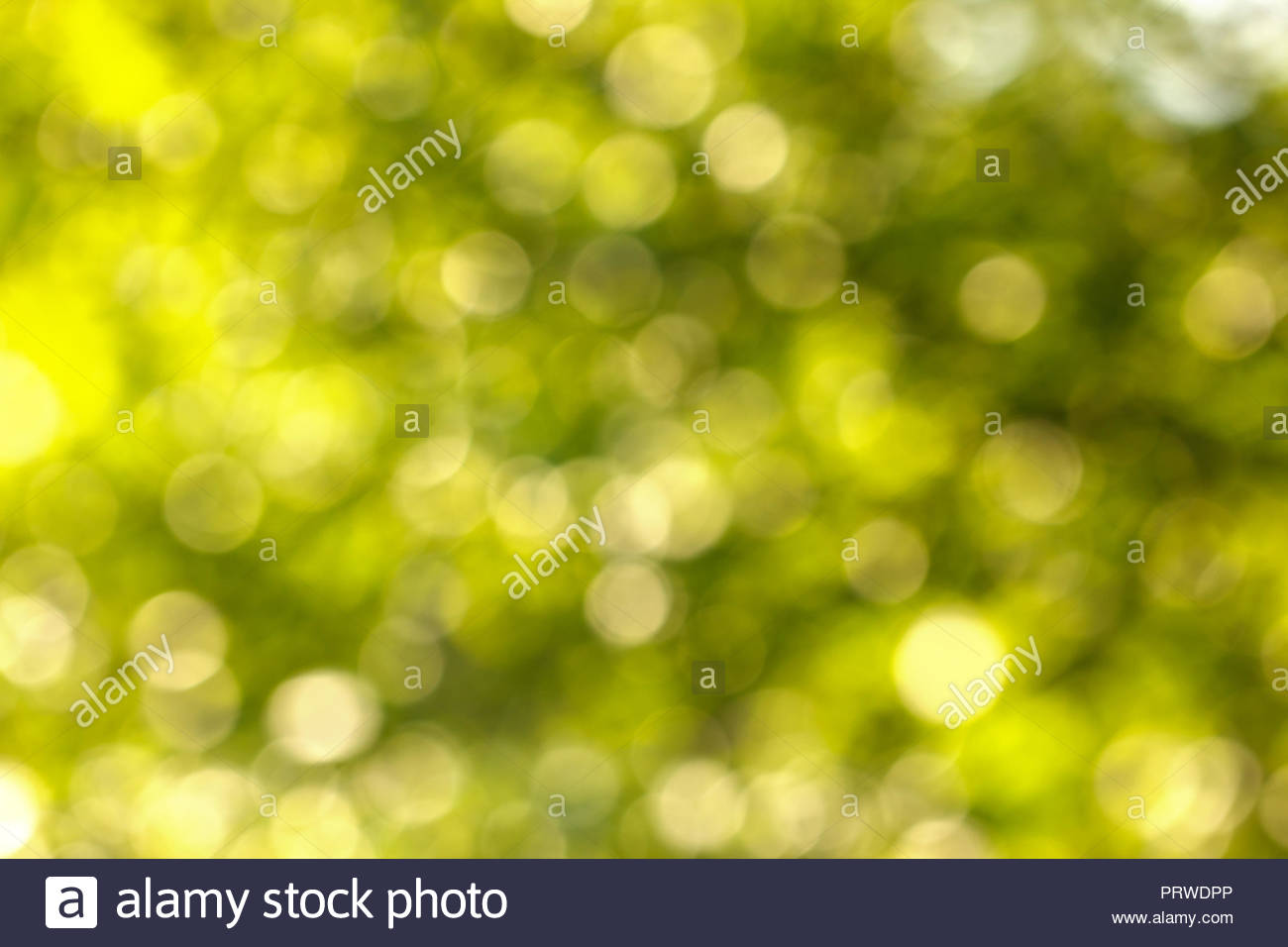 abstract bokeh background natural green color Stock Photo 1300x956