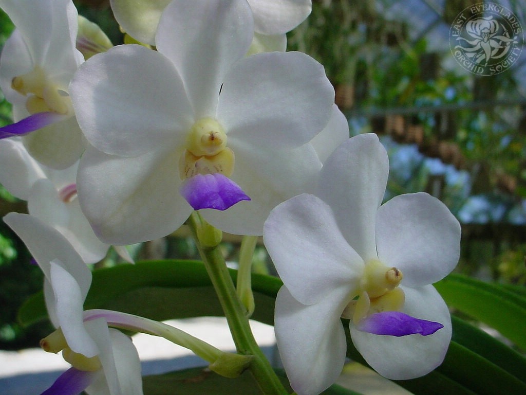 Orchid Wallpaper Flower Image And Desktop Background