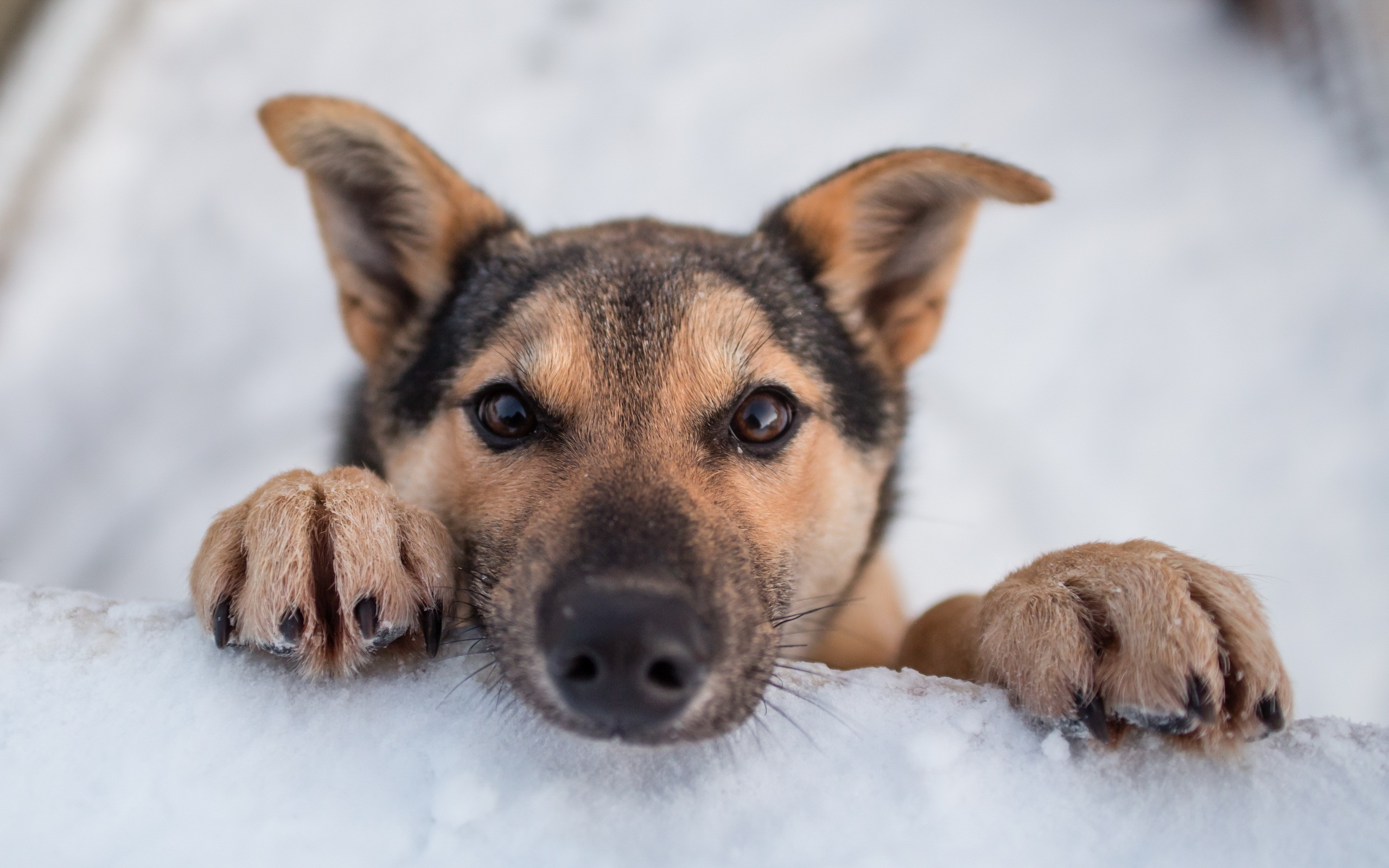 Puppies dogs puppy winter snow wallpaper 2560x1600 219389