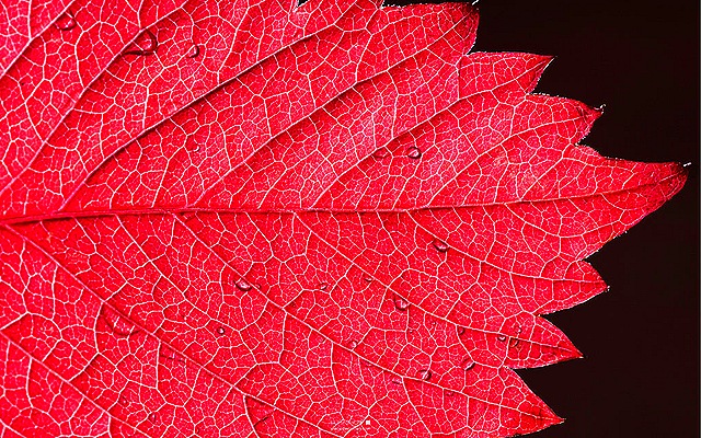 Beautiful Red Leaf With Drops HD Wallpaper Thumb