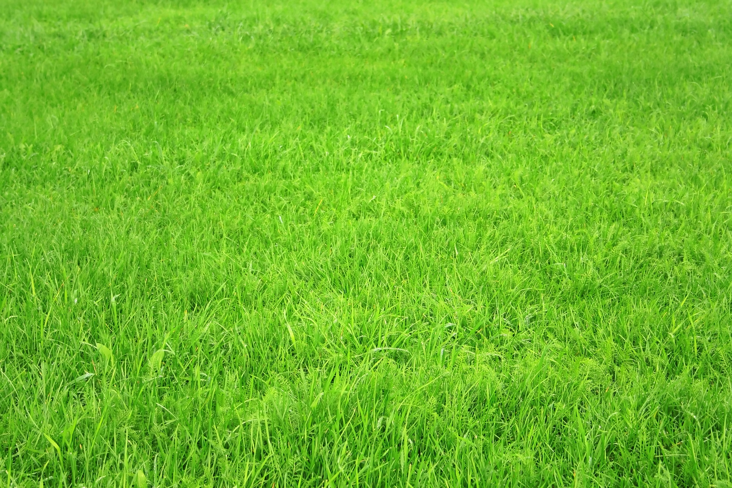 Wallpaper Green Grass Texture Desktop
