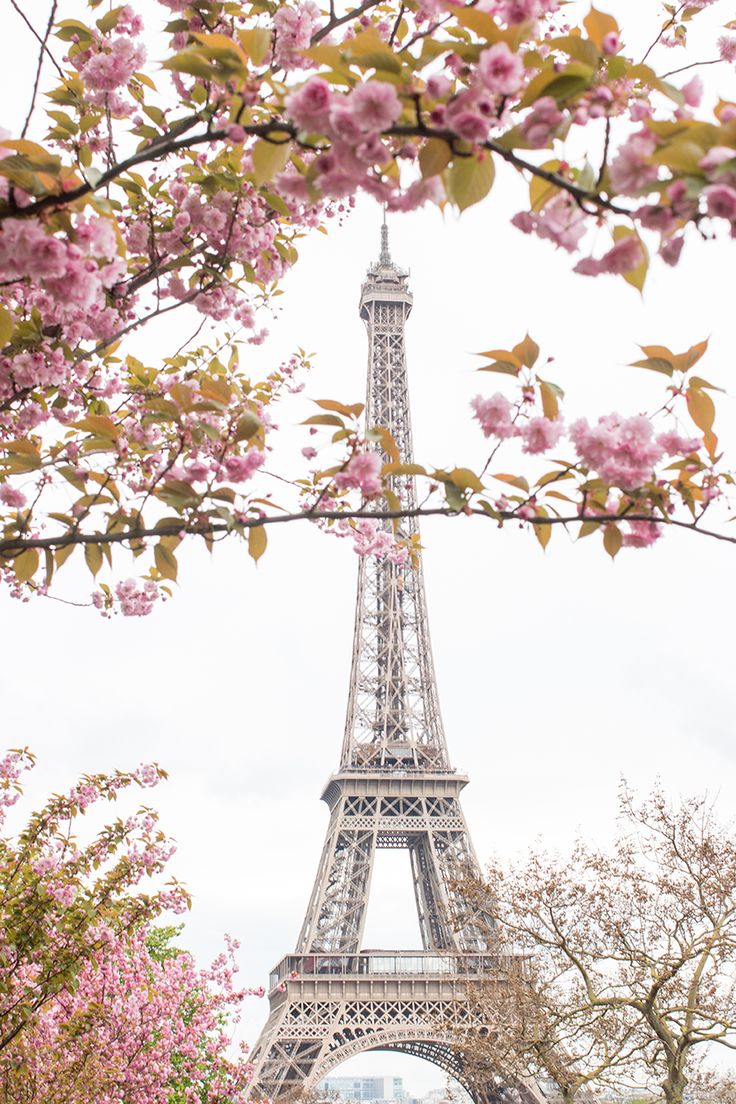 Where to See Paris in Bloom   Everyday Parisian Eiffel tower