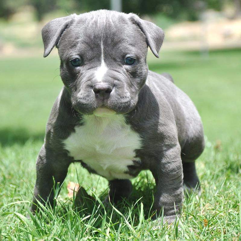Blue Pitbull Puppy On Grass Puppies Wallpaper Picture