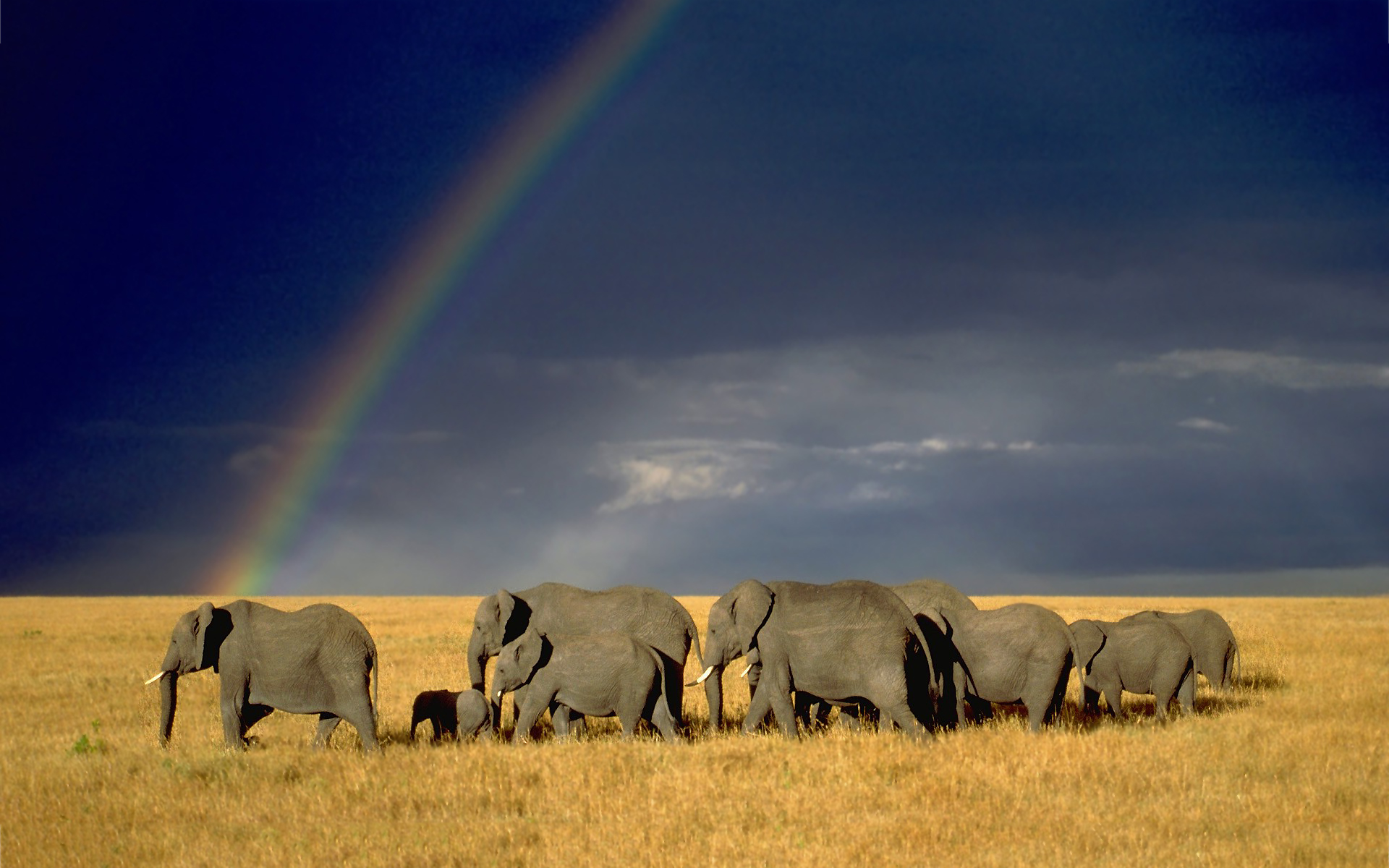 Rainbow Elephant Herd Wallpaper