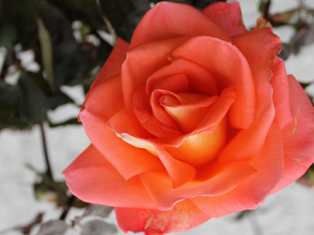 Flowers For Flower Lovers Rose Desktop Wallpaper