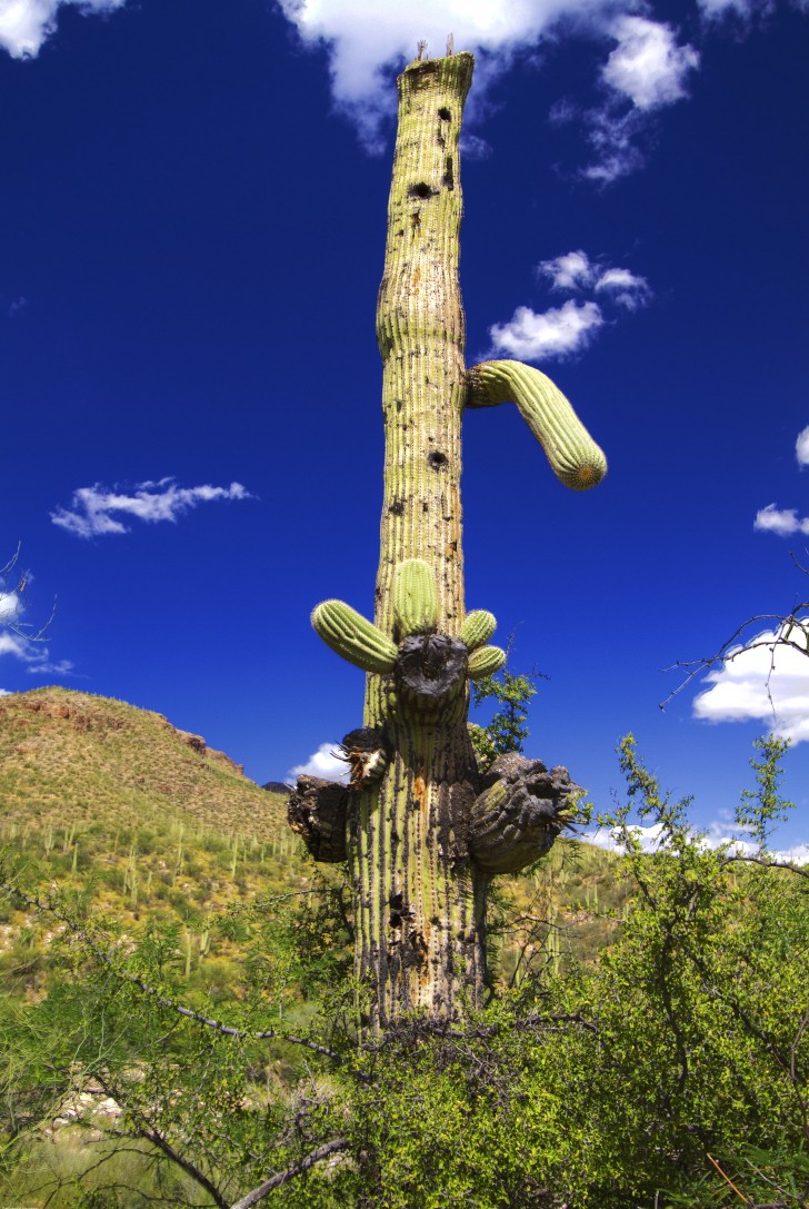 Tall Cactus HD Wallpaper Nature