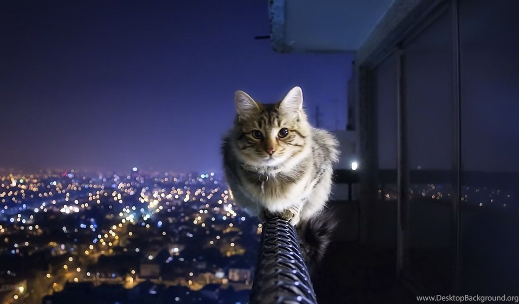 Cat Wallpaper HD Background Image FHD 4k