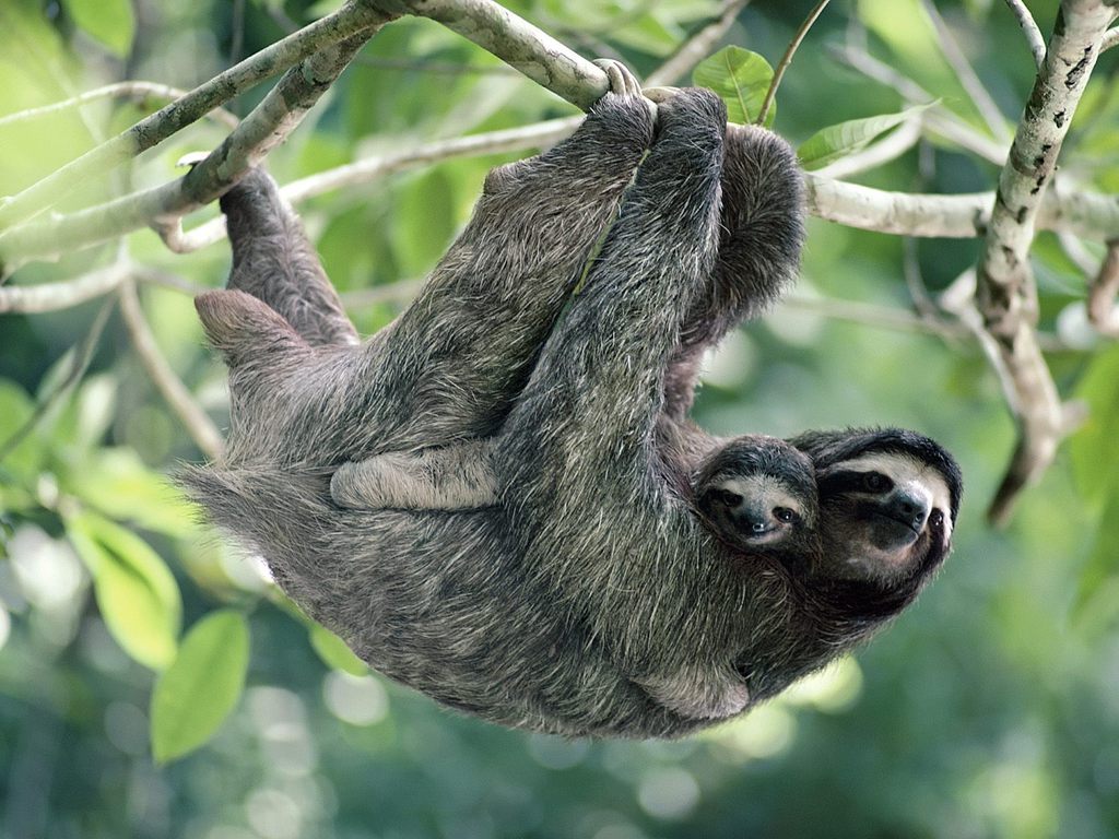 Sloth Baby Weterynarzbezgranic