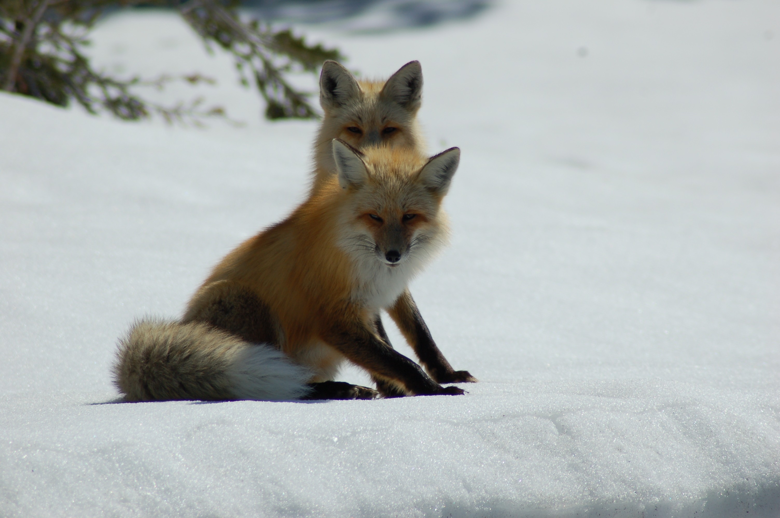 Winter Animal Wallpaper Fox Season
