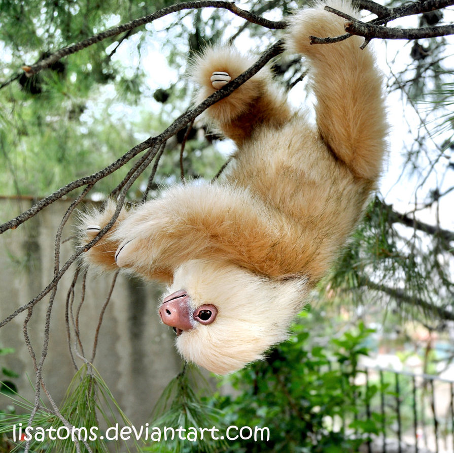 Two Toed Sloth By Lisatoms