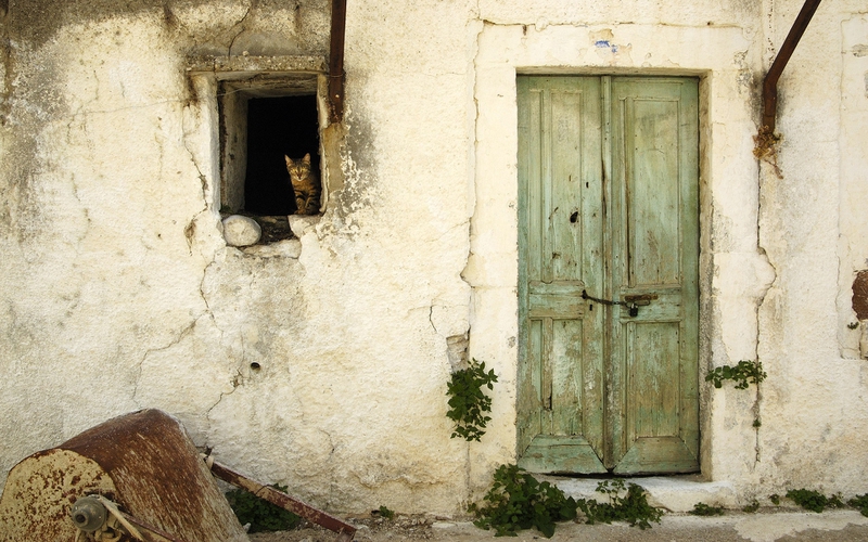Cats Old Door Houses Window Panes Wallpaper Architecture