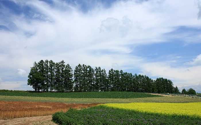 Scenic Country Field Wallpaper Japan Landscape Summer