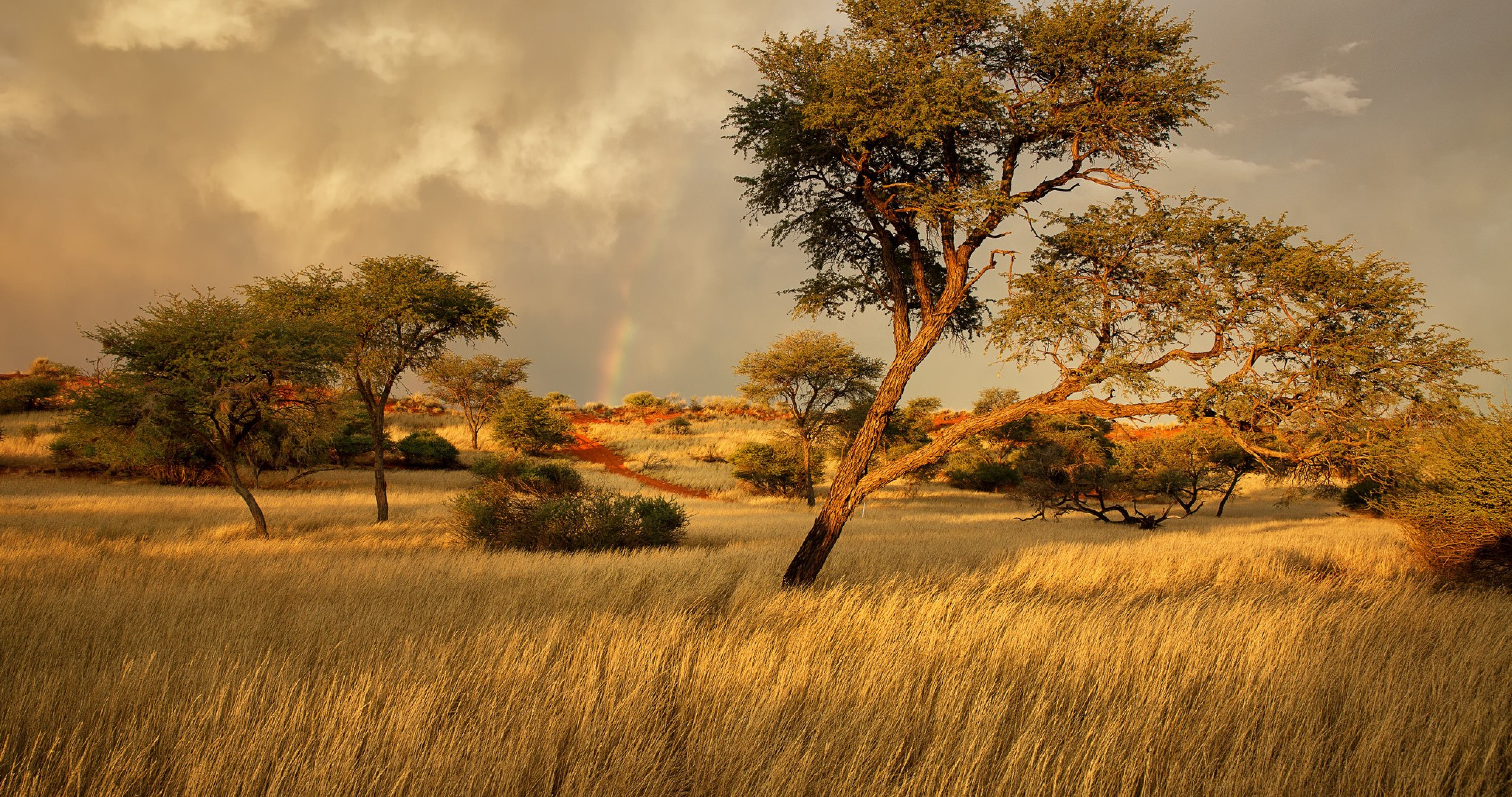 Best Desktop Background Savannah
