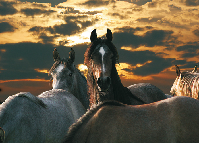 🔥 [48+] Equestrian Wallpaper Wall Coverings | WallpaperSafari