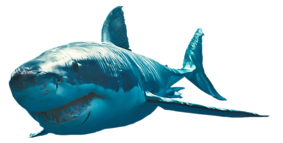 Great White Shark Photo Png