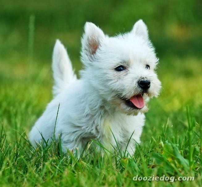 Really Want A Dog But Cant Decide On Westie Or Chow