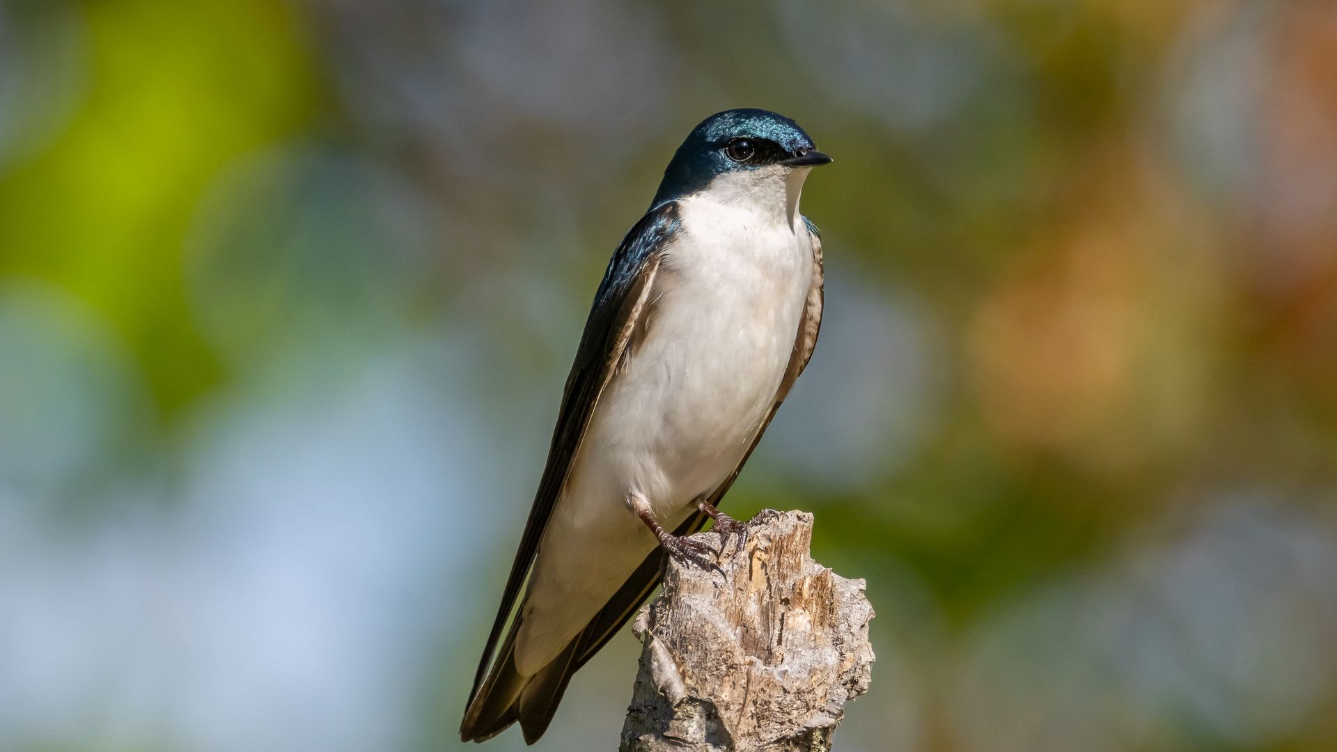 Wallpaper Tree Swallow Bird Wildlife Full