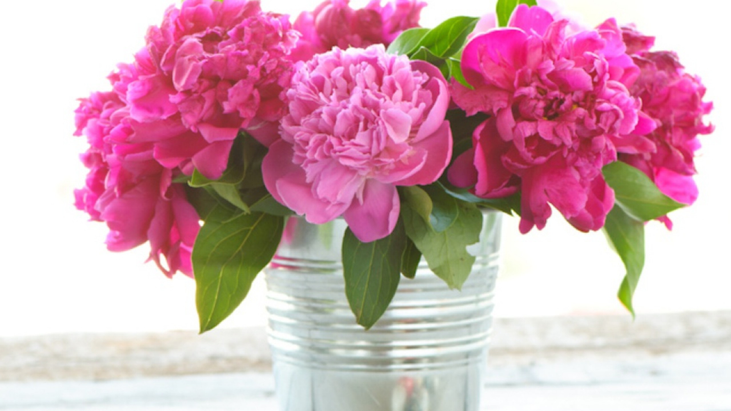 Peonies Puter Background Wallpaper