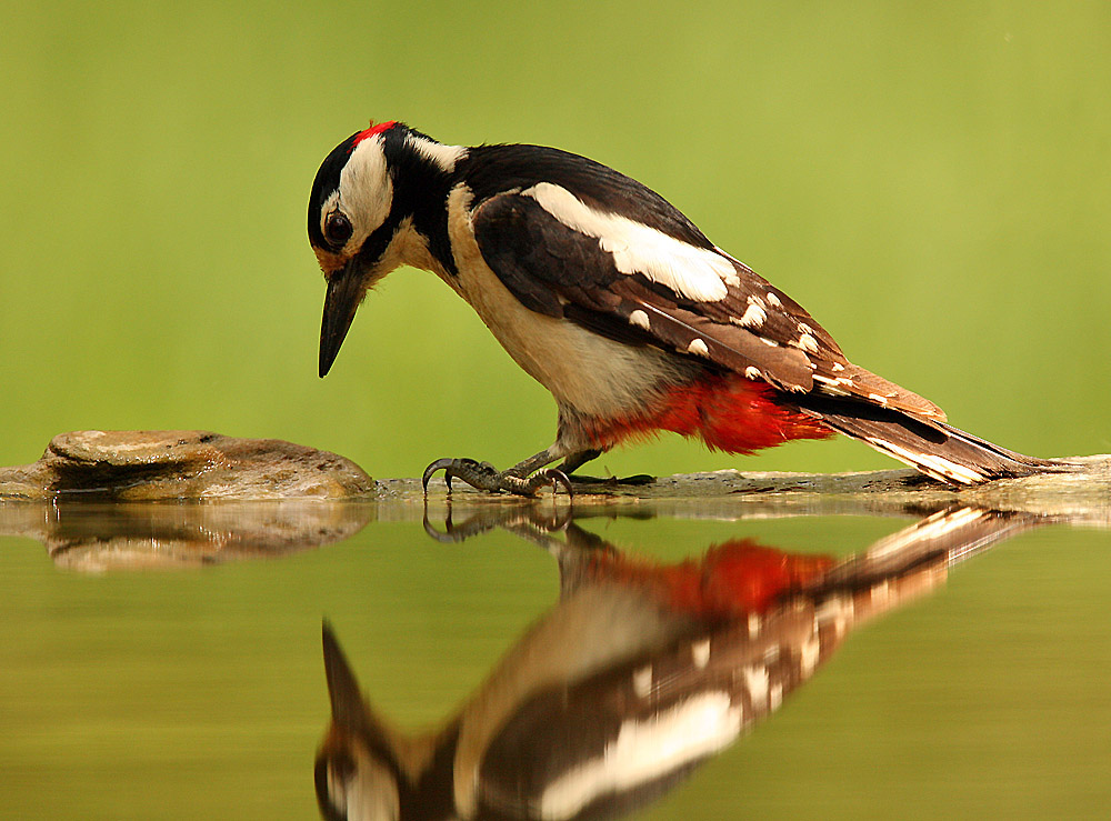Great Spotted Woodpecker Dendrocopos Ma Wallpaper