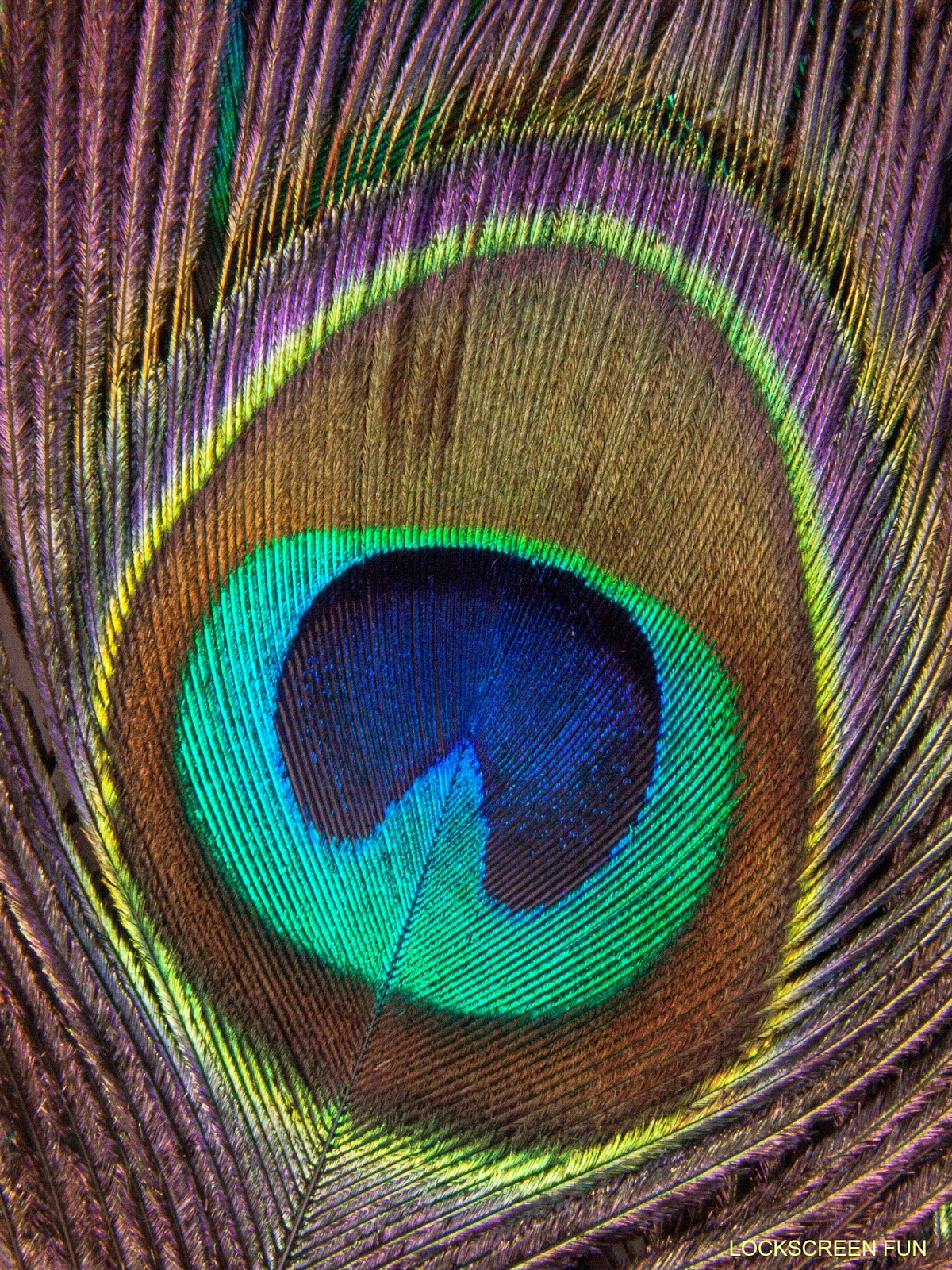 Lockscreenfun Peacock Feather iPad Mini Background