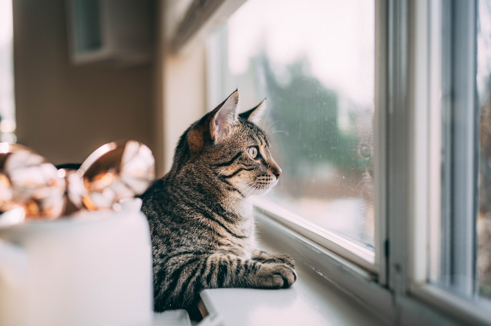 Silver Tabby Cat On Window Photo Image