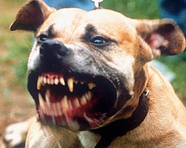 Pitbull Terrier Wallpaper Attack