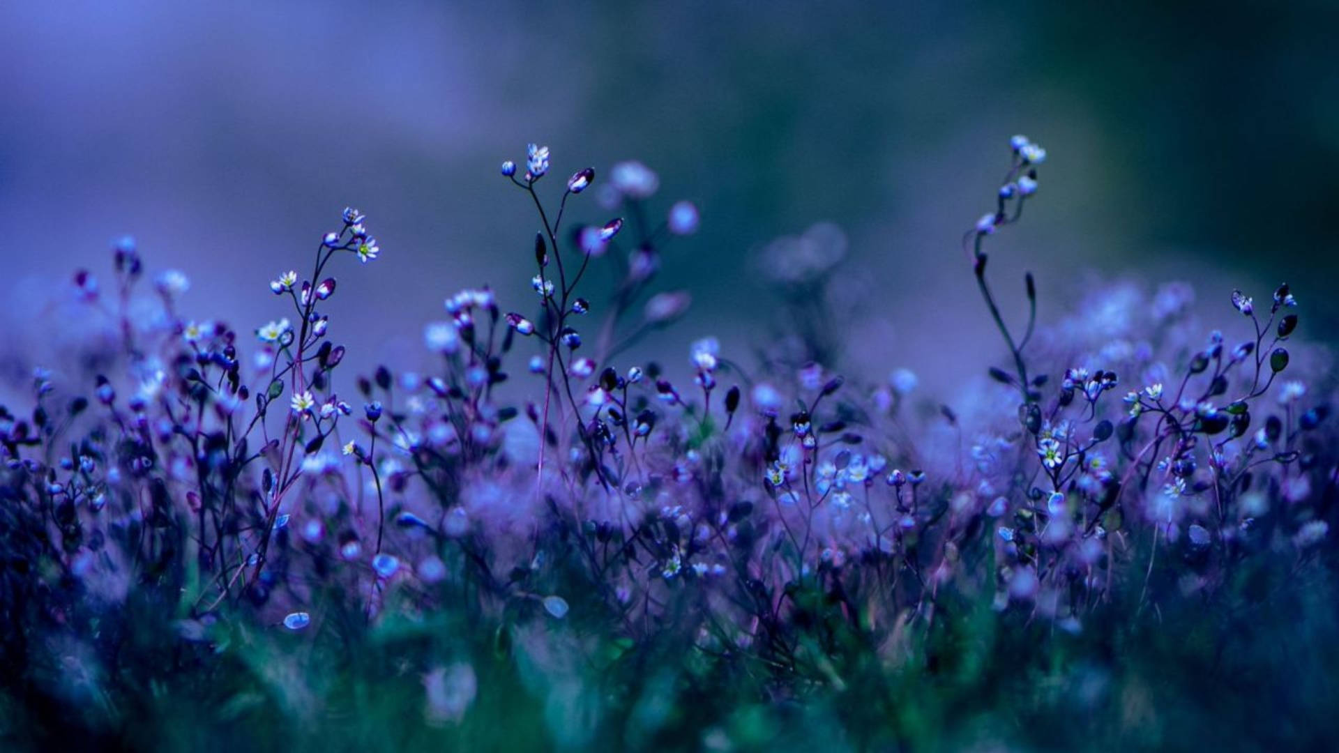 Purple Flower Background For Desktop Wallpaper