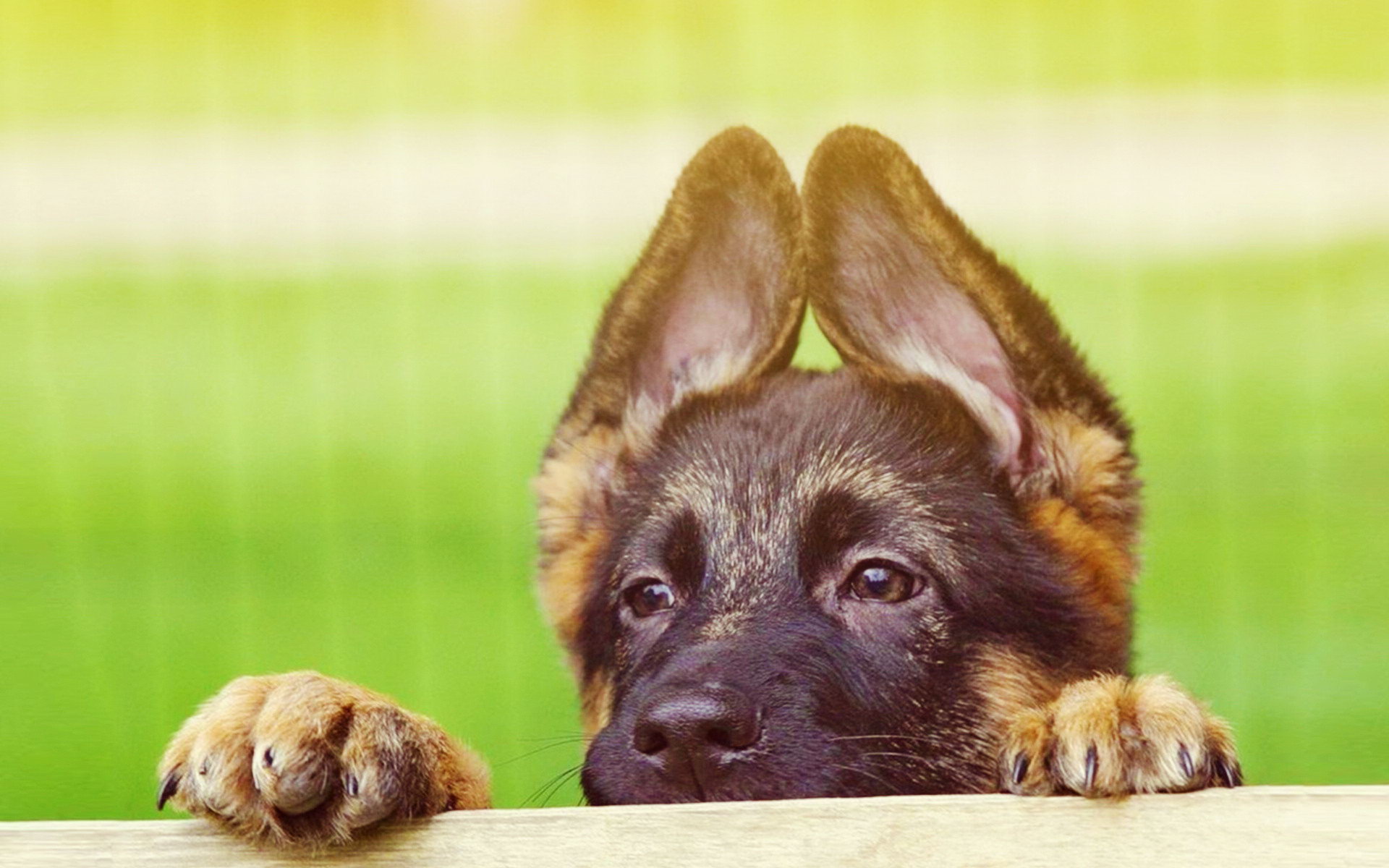 Cute German Shepherd Puppies Wallpaper High Definition