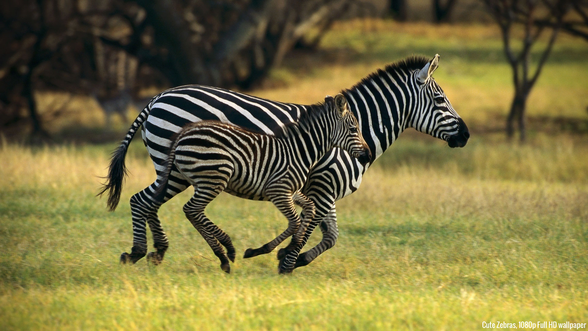 Wallpaper Zebras Cute Animals 1080p Full HD High