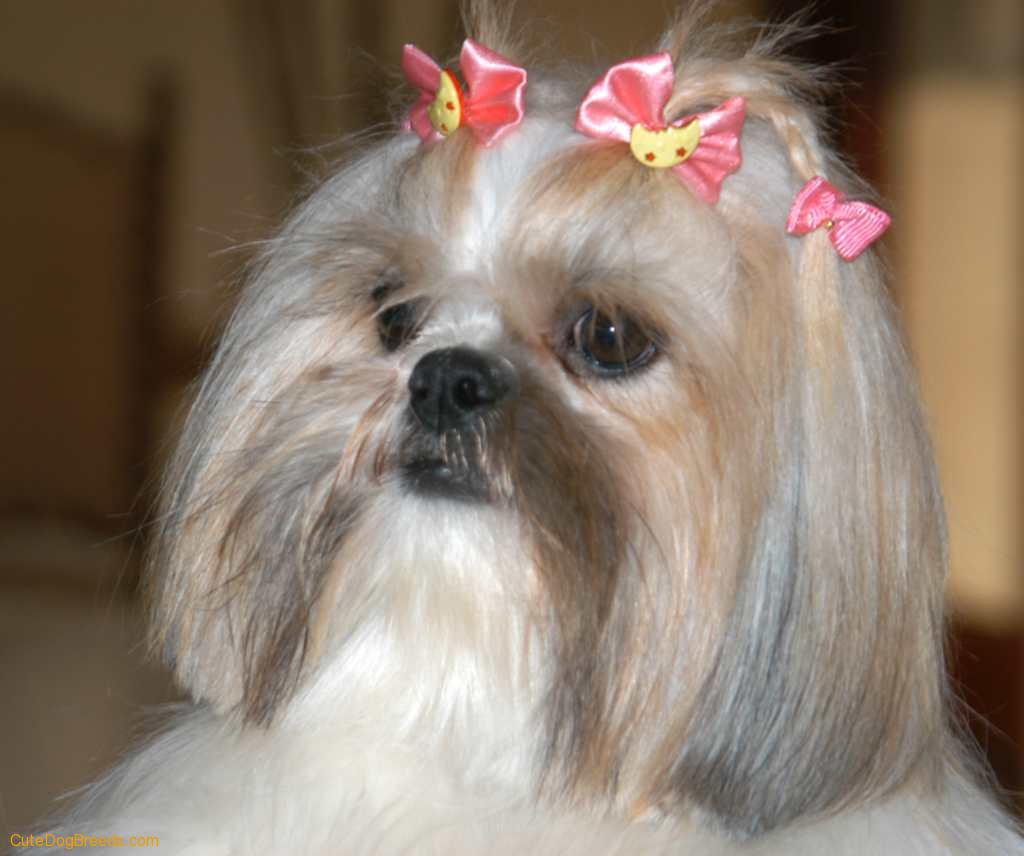 Shih Tzu Dog Photo And Wallpaper Beautiful Pictures