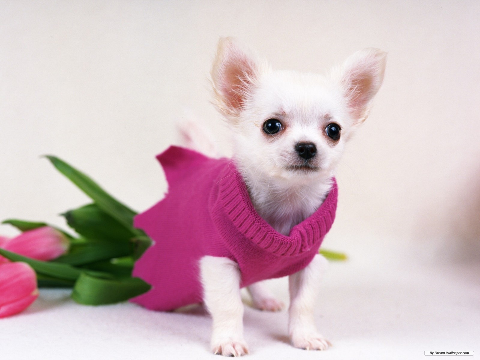 Gorgeous Chihuahua Wallpaper