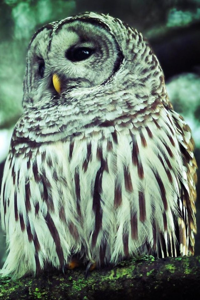Best HD Owl Wallpaper For iPhone