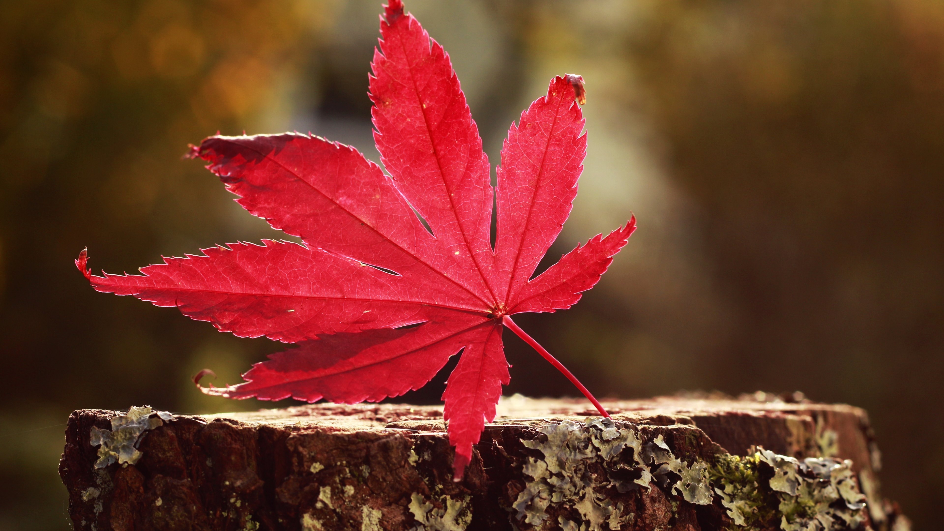 Leaf Red Wallpaper HD Nature 4k Image Photos And Picture