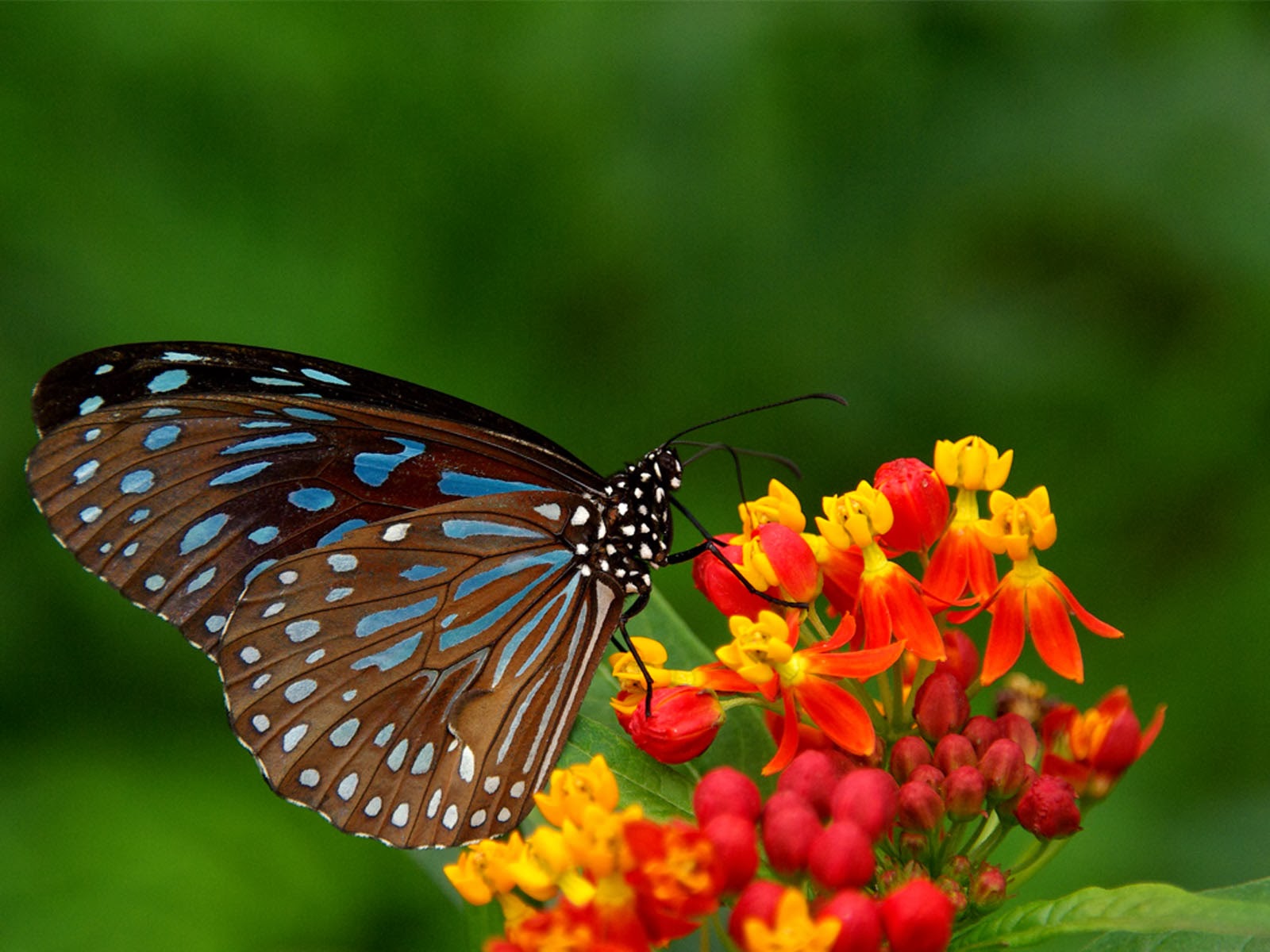 Butterflies Background