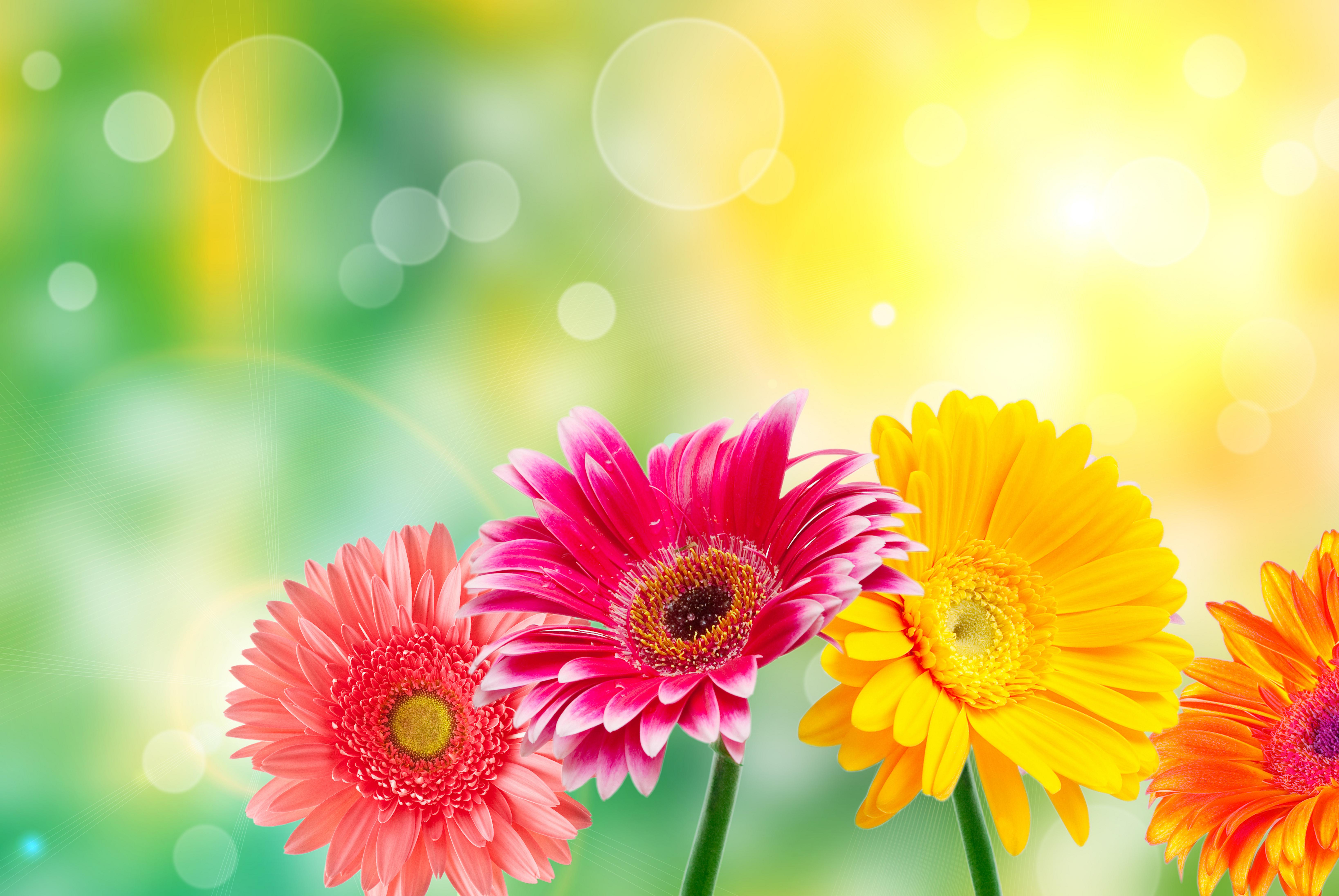 Quality Flower images Wallpapers Wallpapers