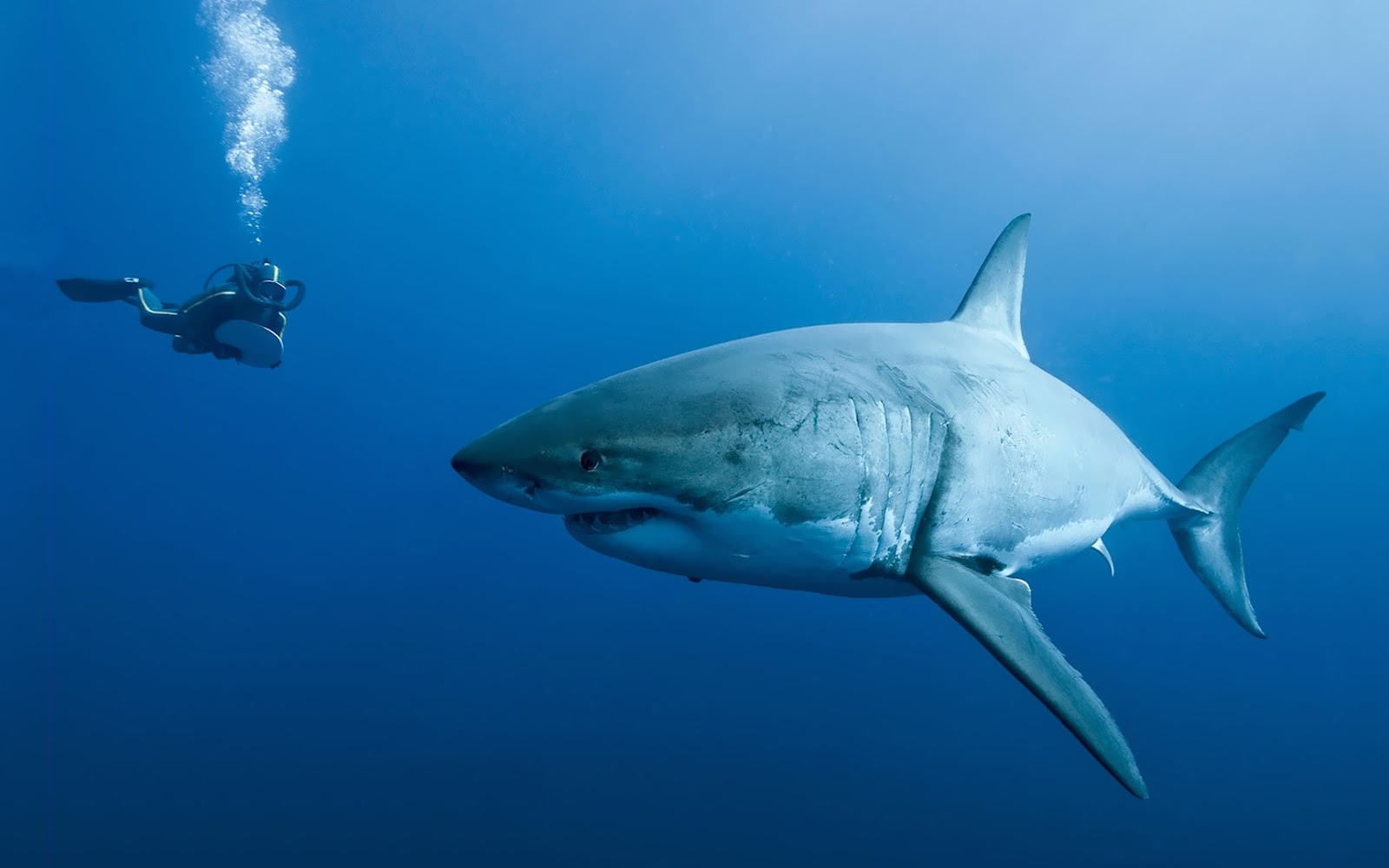 Of A Dangerous Shark Underwater With Diver HD Sharks Wallpaper