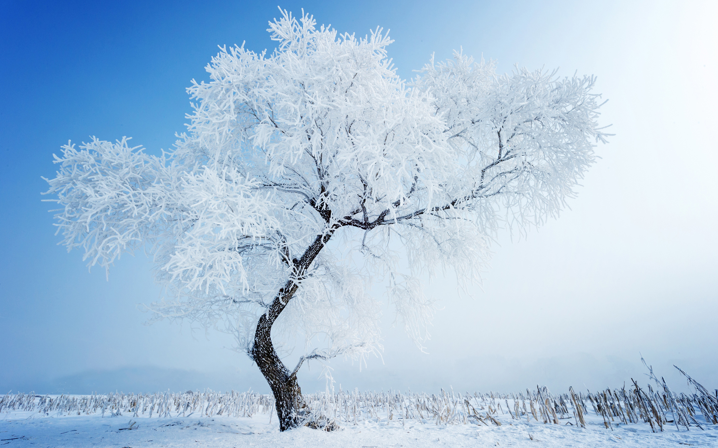 Free download Winter Tree White Snow HD Wallpaper [2880x1800] for your