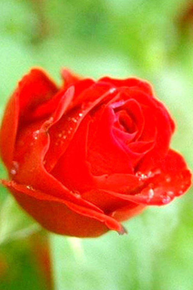 Red Rose Contrast Flower iPhone HD Wallpaper