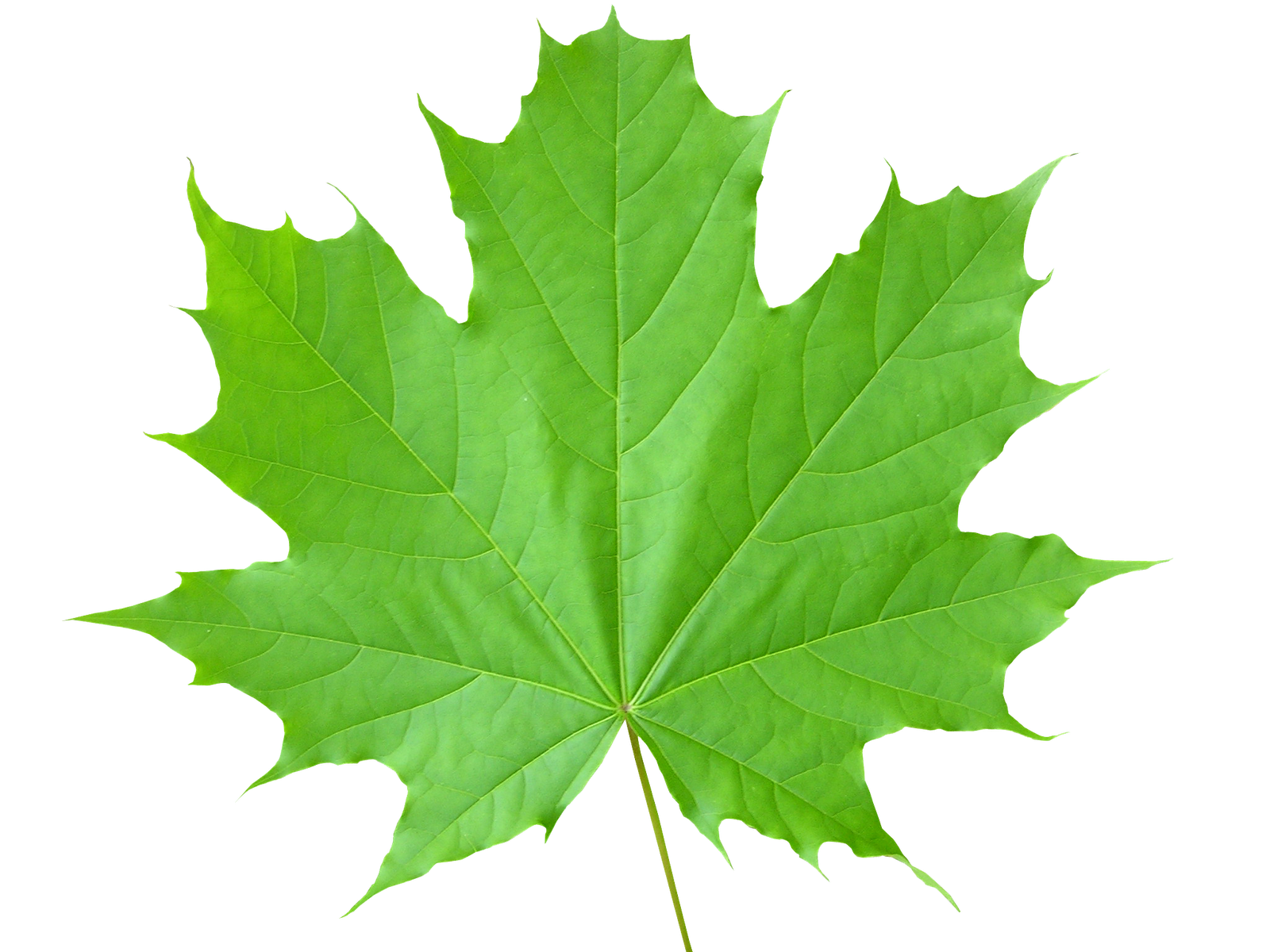 Maple Leaf Wallpaper