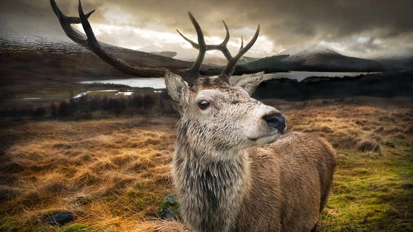 Best Stag Wallpaper