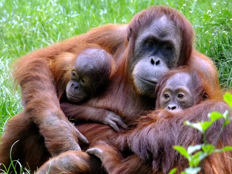 Baby Orangutan Wallpaper Orang Oetan Moeder