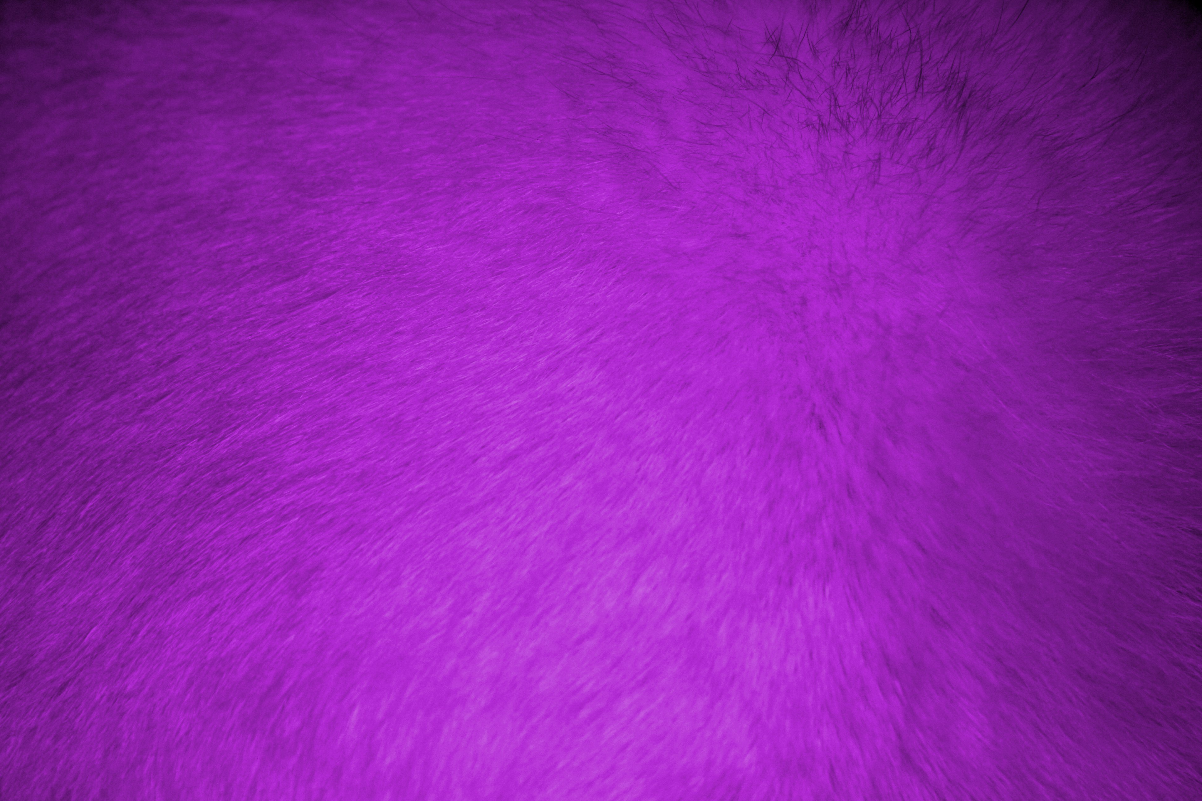 Purple Fur Texture High Resolution Photo Dimensions
