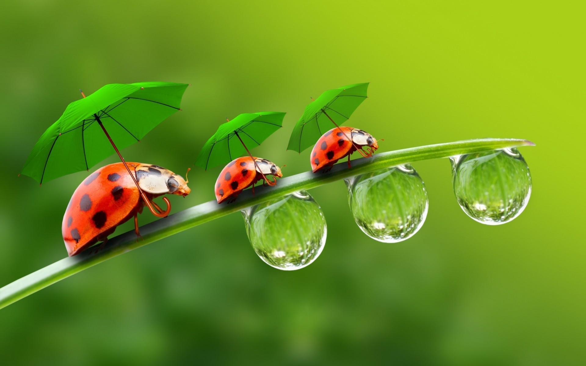 Insects Wallpaper
