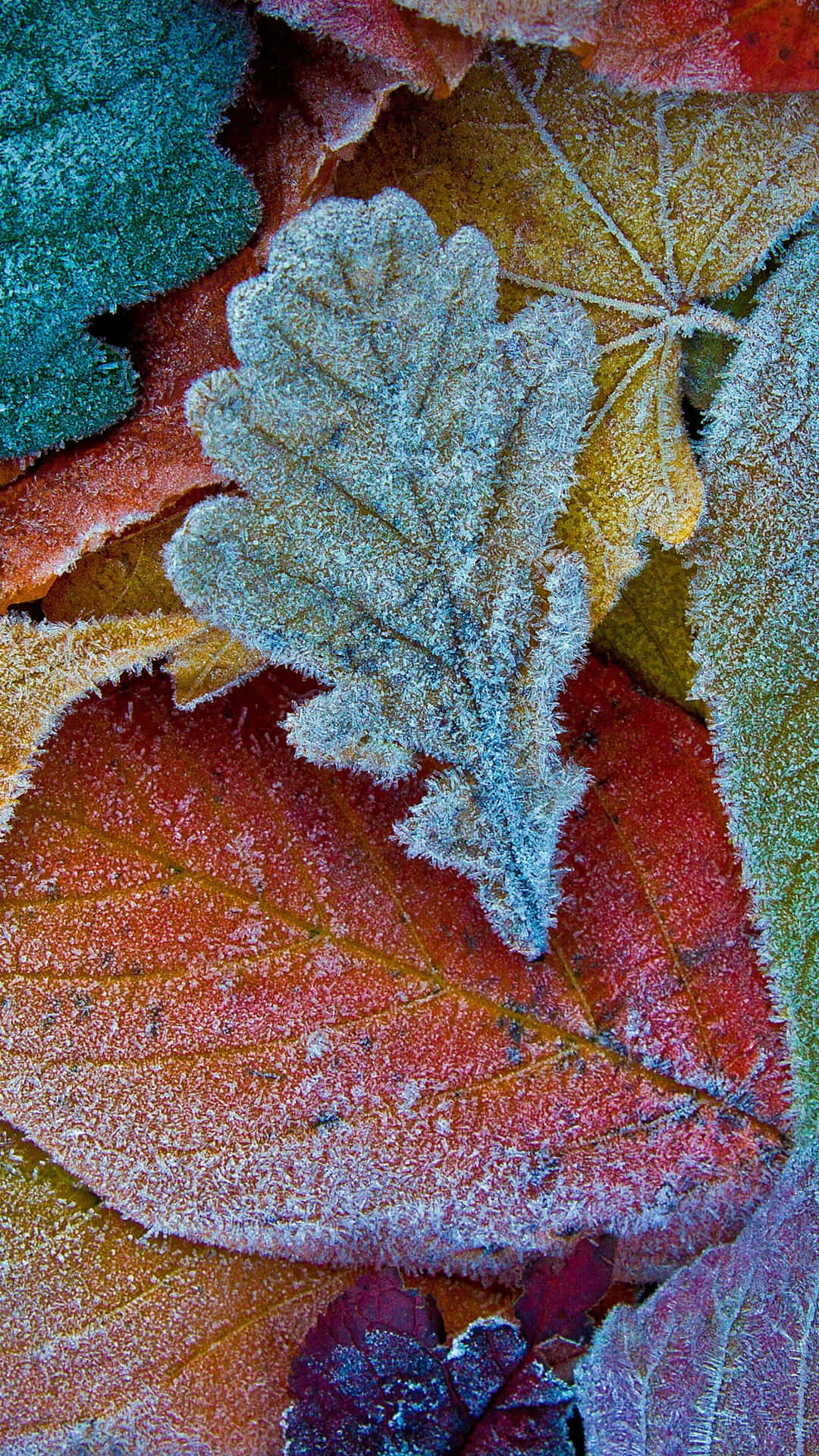 Fall Leaves iPhone Wallpaper