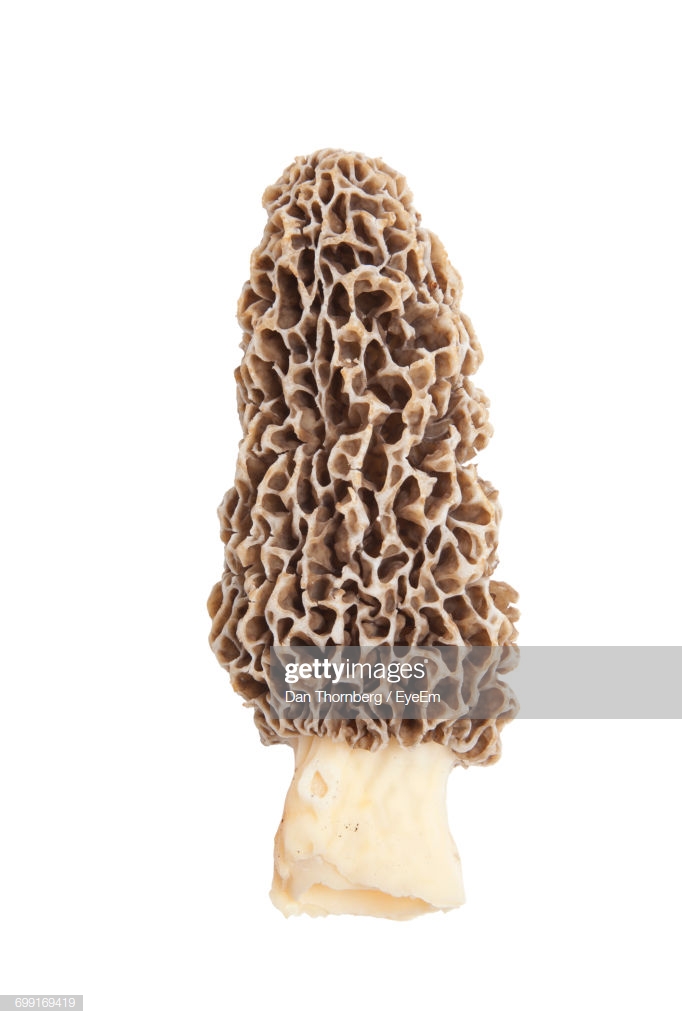 Closeup Of Morel Mushroom On White Background Stock Photo Getty