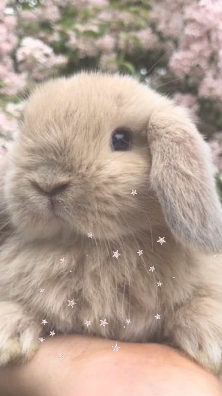 iPhone Wallpaper Cute Baby Bunnies Animals