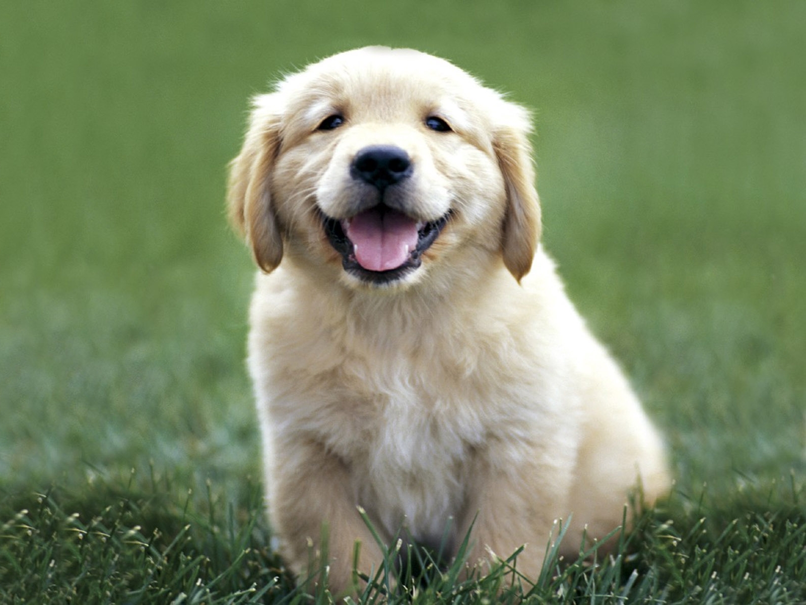 Best 500 Golden Retriever Puppy Pictures  Download Free Images on Unsplash