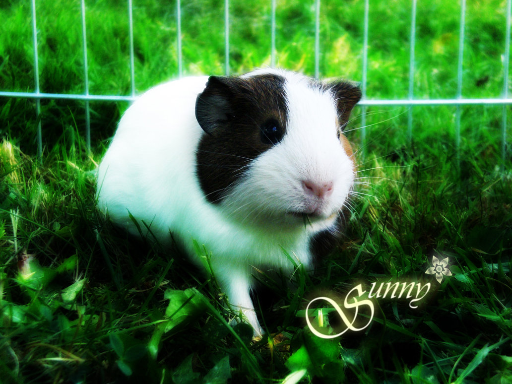 Guinea Pigs White Background Weeks Old The Abyssinian Pig