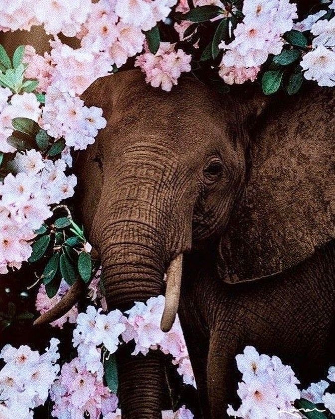 Ivory Ella On Instagram The Elephant Never Gets Tired Of